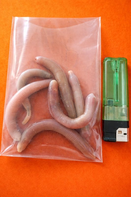 Doldurulmuş İğnelik Bibi (6 Adet)