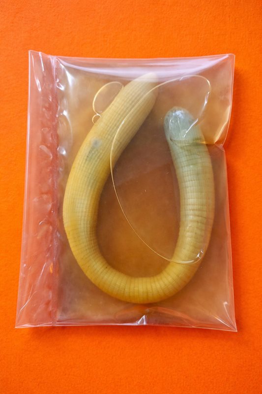 Salamura Bibi (Kum Solucanı) – 1 Adet