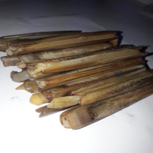 Canlı Sülünez (15 Adet)