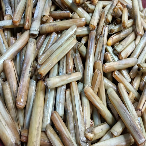 Canlı Sülünez (15 Adet)