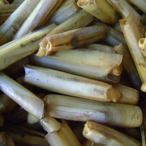 Canlı Sülünez (15 Adet)