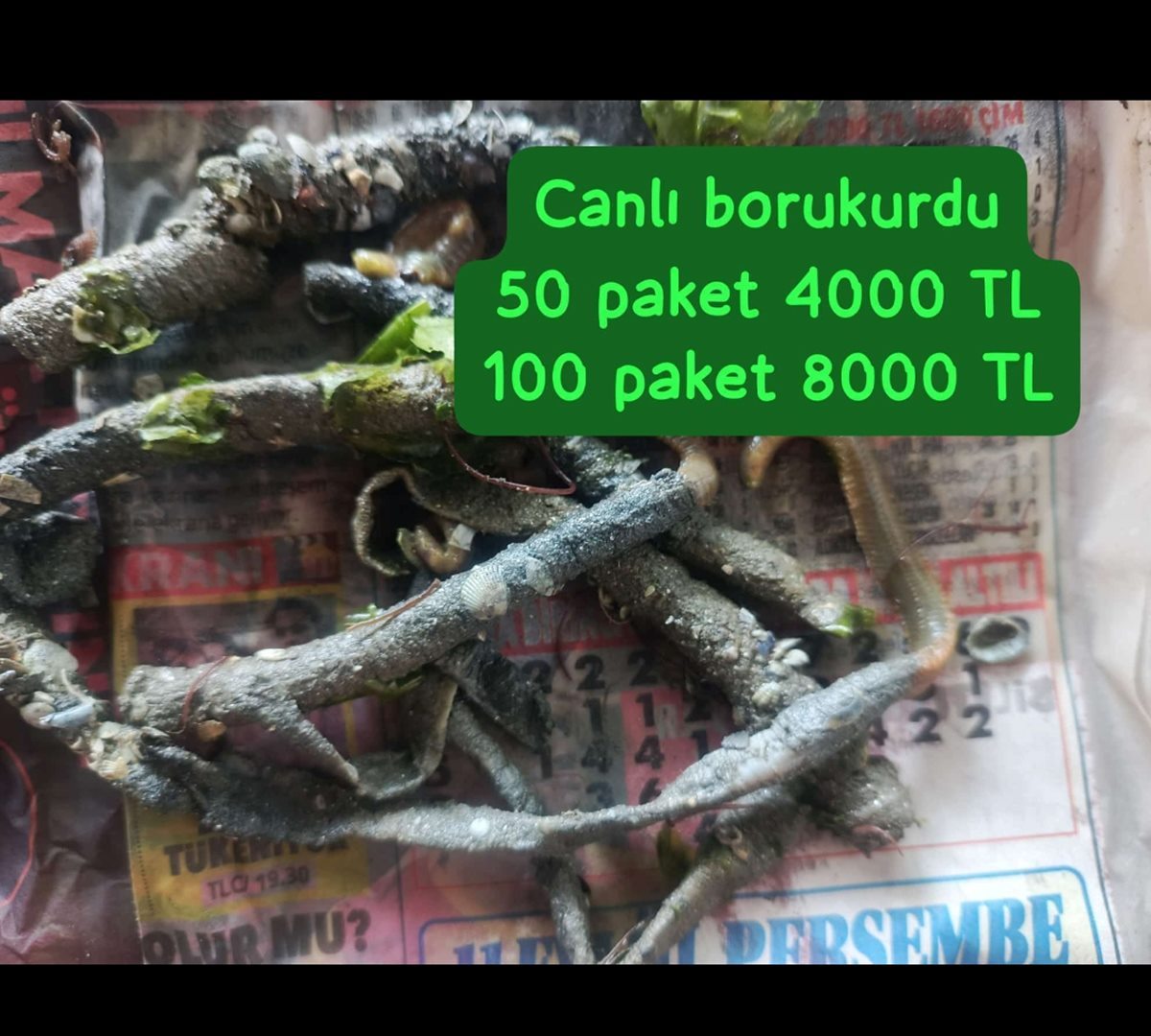 canlı borukurdu 50 paket (300-350 adet)
