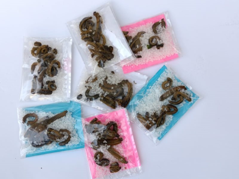 Kaya Tuzlu Boru Kurdu