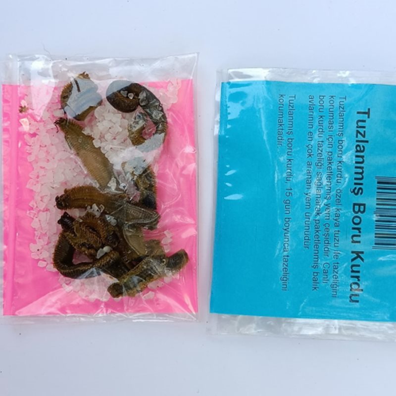 Kaya Tuzlu Boru Kurdu