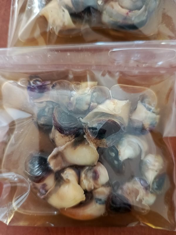 Salamura Madya 10 Adet