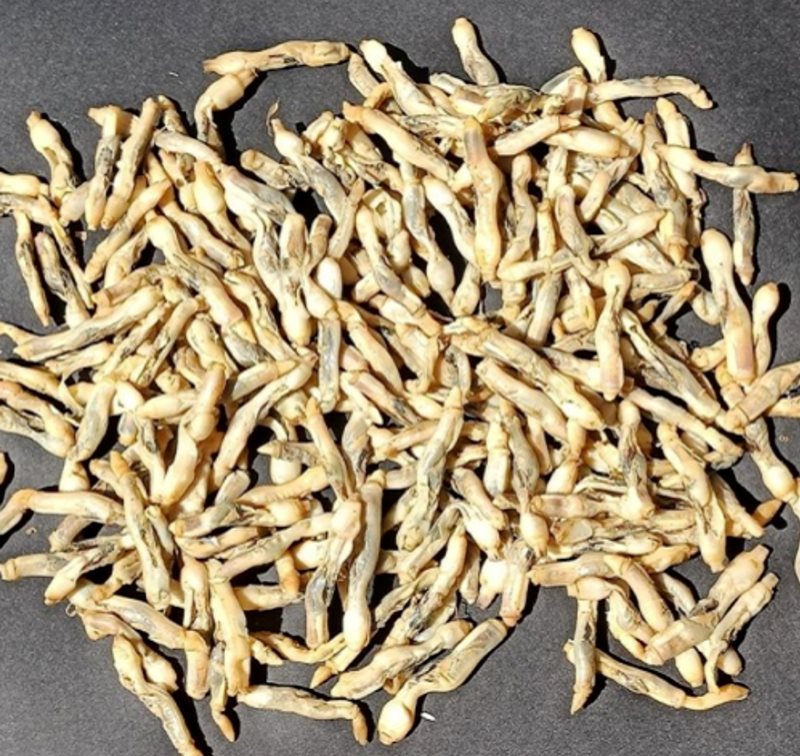 Pastiröze sülünez 100 adet