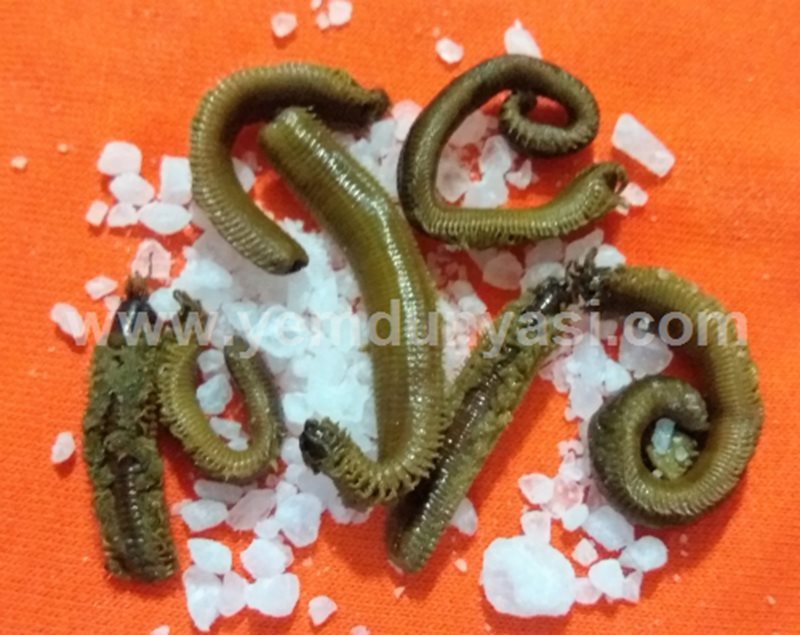 Kaya Tuzlu Boru Kurdu