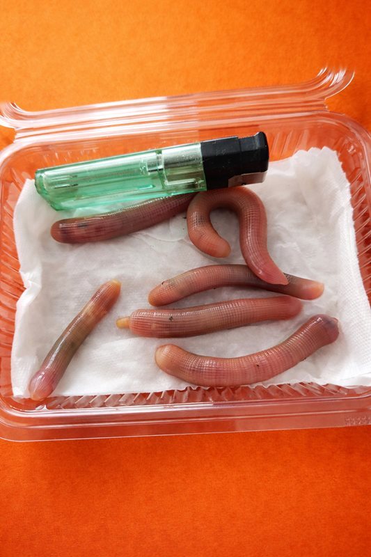 Canlı İğnelik Bibi (6 Adet)