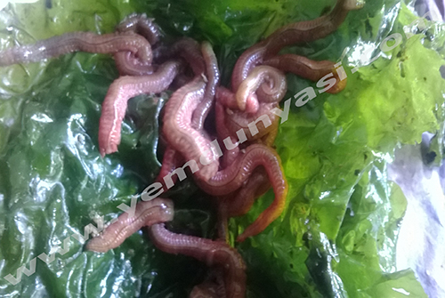 Canlı Kırmızı Kurt