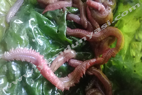 Canlı Kırmızı Kurt