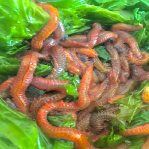 Canlı Kırmızı Kurt