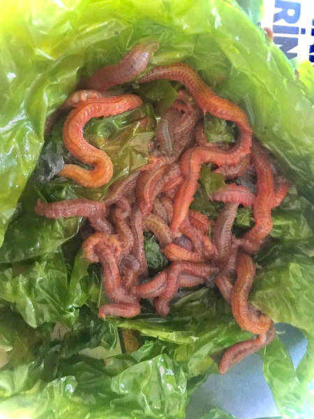 Canlı Kırmızı Kurt