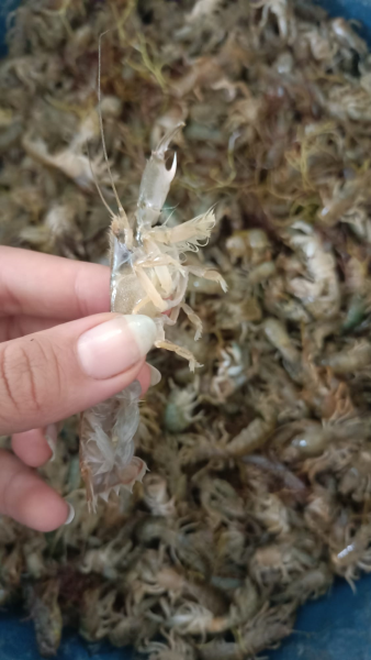 Canlı Mamun (250 GR)