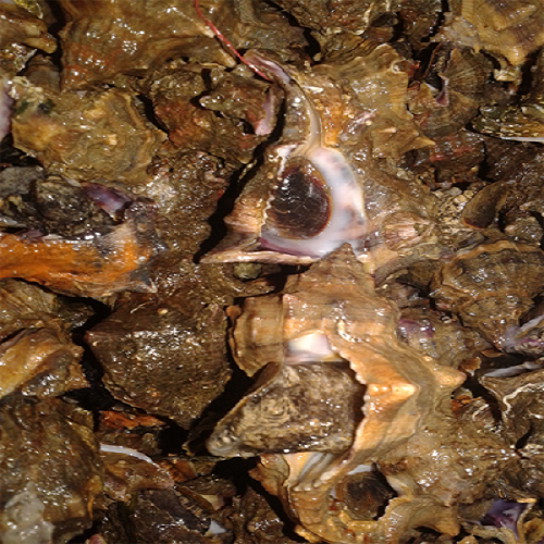 Canlı Madya (10 Adet)