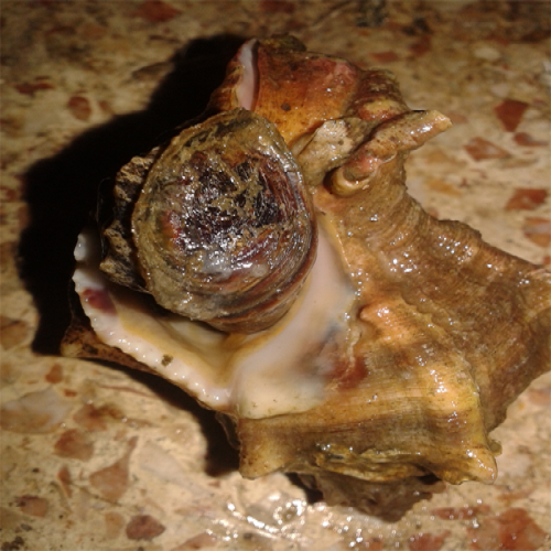 Canlı Madya (10 Adet)