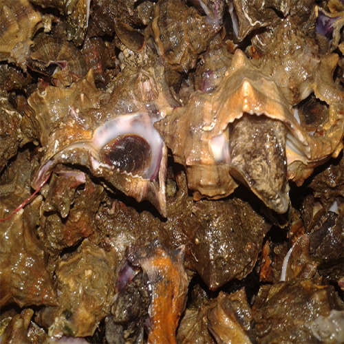 Canlı Madya (10 Adet)