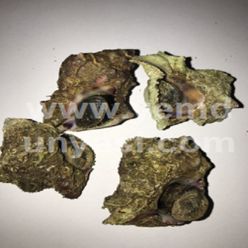 Canlı Madya (10 Adet)