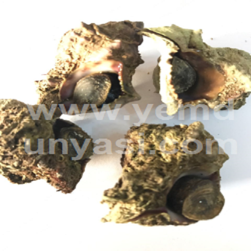 Canlı Madya (10 Adet)