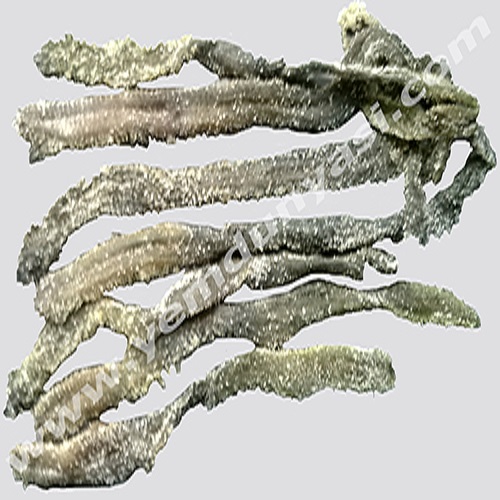 Kurutulmuş Boru Kurdu