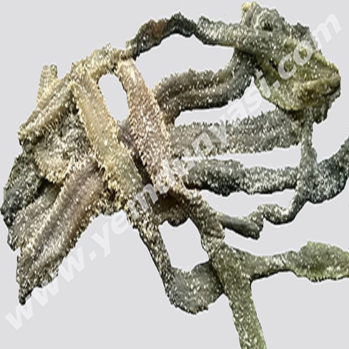 Kurutulmuş Boru Kurdu