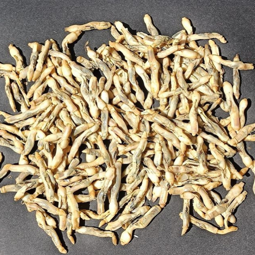 Pastörize Sülünez (15 Adet)