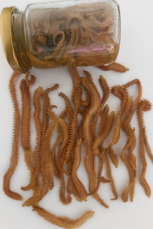 Trawla Yosun Kurdu Salamura (20 adet)