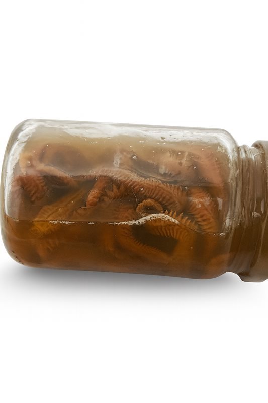 Trawla Yosun Kurdu Salamura (20 adet)