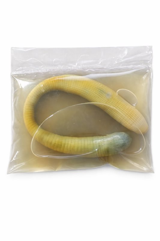 Salamura Bibi (Kum Solucanı) – 1 Adet