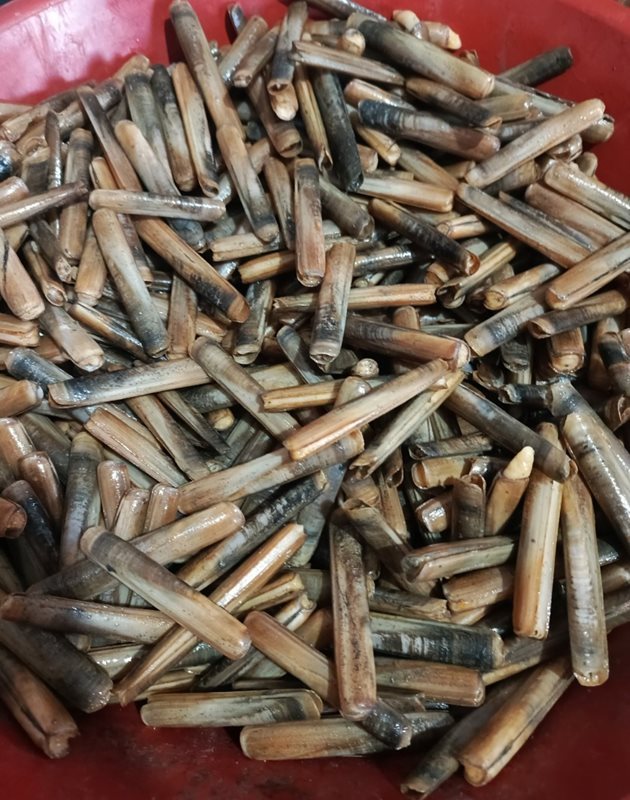 Canlı Sülünez Dökme 500 Adet