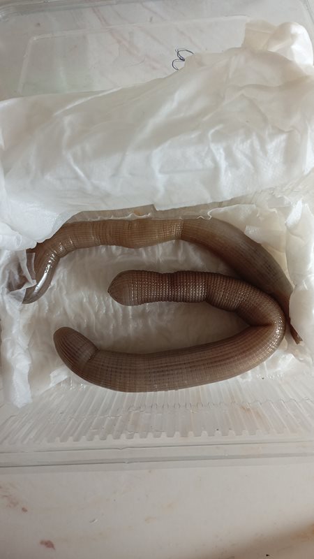 Canlı Bibi (Kum Solucanı) – 1 Adet