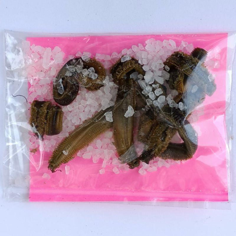 Kaya Tuzlu Boru Kurdu