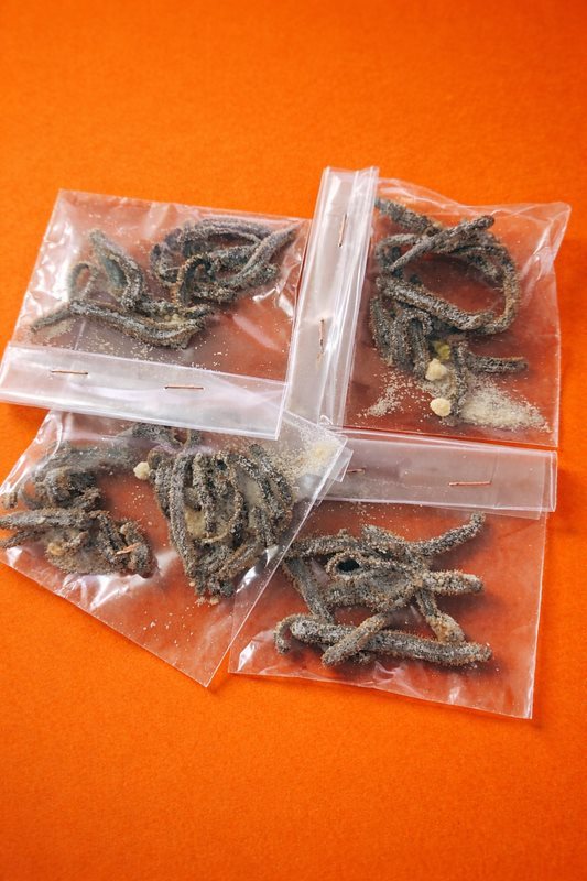 Kurutulmuş Boru Kurdu