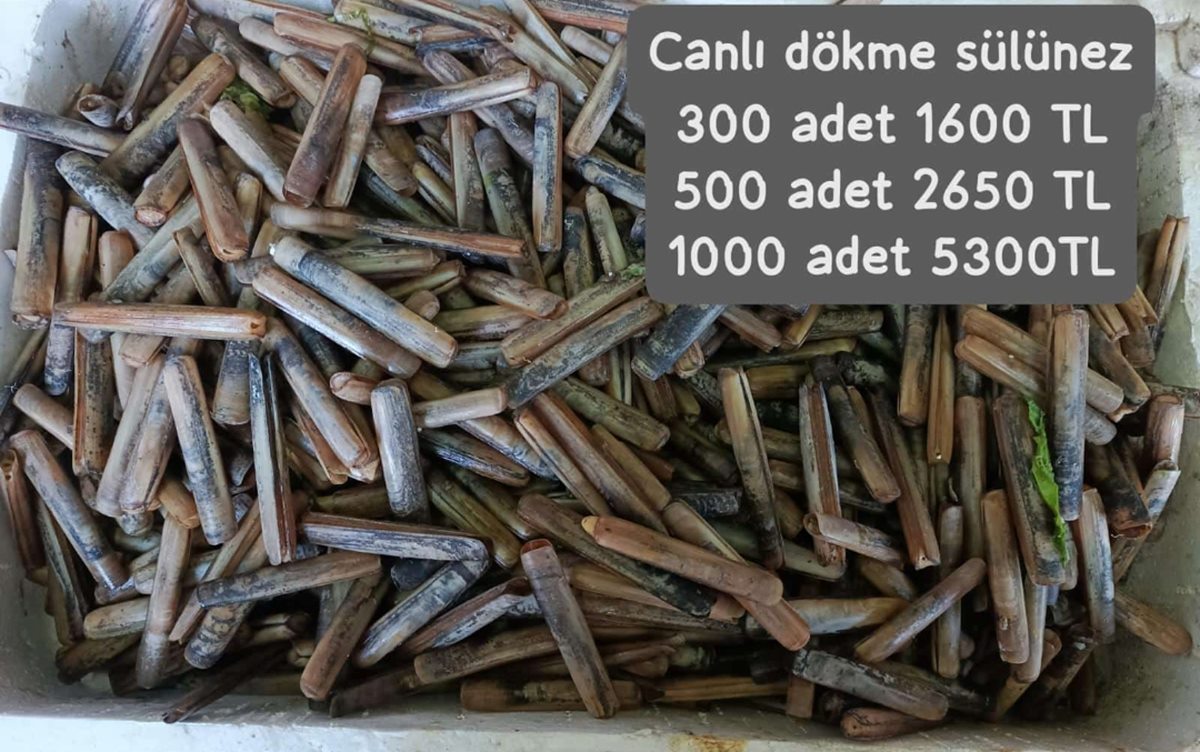 canlı sülünez 500 adet dökme