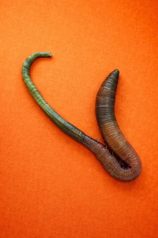 Dondurulmuş Kobra Kurdu (1 Adet)